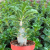 Nasiona-Pachypodium-Saundersa–Pachypodium-Saundersii (3).png
