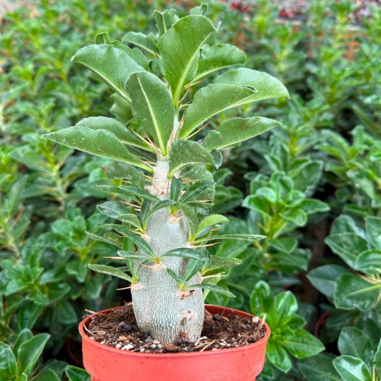 Nasiona-Pachypodium-Saundersa–Pachypodium-Saundersii (3).png