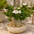 Nasiona-Pachypodium-Saundersa–Pachypodium-Saundersii (2).png