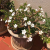 Nasiona-Pachypodium-Saundersa–Pachypodium-Saundersii (1).png
