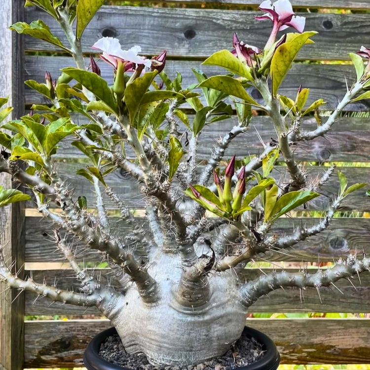 Nasiona-Pachypodium-Saundersa–Pachypodium-Saundersii.png