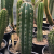 Nasiona-Kaktusa-Weberi-Pachycereus-Weberi (4).png