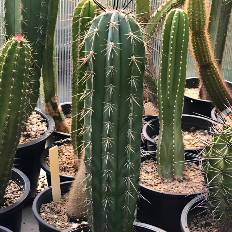 Nasiona-Kaktusa-Weberi-Pachycereus-Weberi (4).png