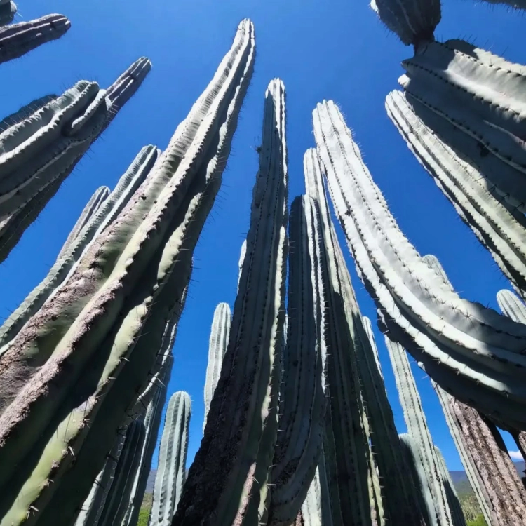 Nasiona-Kaktusa-Weberi-Pachycereus-Weberi (2).png