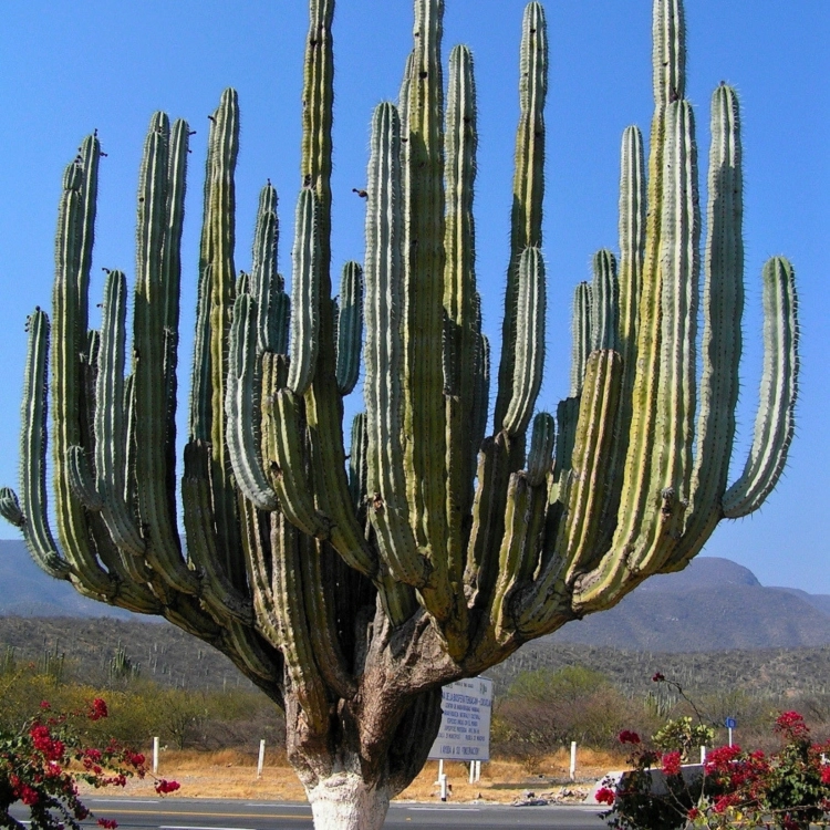 Nasiona-Kaktusa-Weberi-Pachycereus-Weberi (1).png