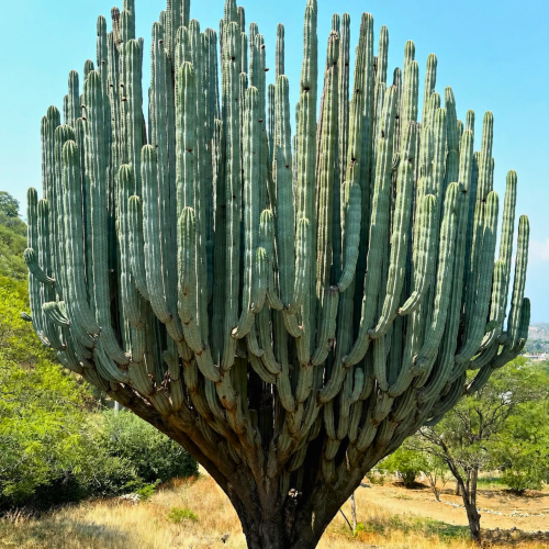 Nasiona-Kaktusa-Weberi-Pachycereus-Weberi.png