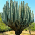 Nasiona-Kaktusa-Weberi-Pachycereus-Weberi.png