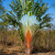 Nasiona-Pomarańczowego-Pielgrzana-Madagaskarskiego–Ravenala-Agatheae (1).png