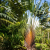 Nasiona-Pomarańczowego-Pielgrzana-Madagaskarskiego–Ravenala-Agatheae.png