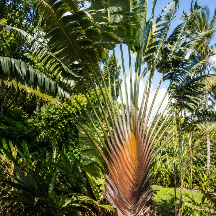 Nasiona-Pomarańczowego-Pielgrzana-Madagaskarskiego–Ravenala-Agatheae.png
