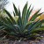 Nasiona-Agawy-Olbrzymiej–Agave-mapisaga (4).png