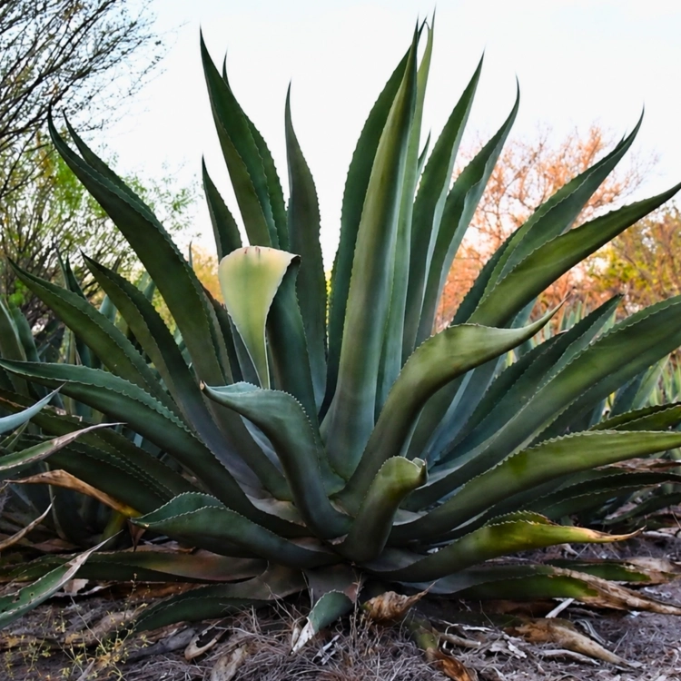 Nasiona-Agawy-Olbrzymiej–Agave-mapisaga (4).png