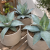 Nasiona-Agawy-Olbrzymiej–Agave-mapisaga (3).png