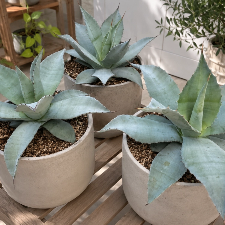 Nasiona-Agawy-Olbrzymiej–Agave-mapisaga (3).png
