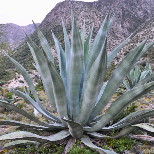 Nasiona-Agawy-Olbrzymiej–Agave-mapisaga (2).png