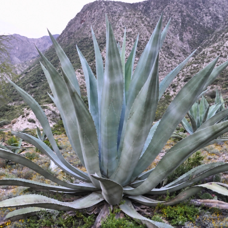 Nasiona-Agawy-Olbrzymiej–Agave-mapisaga (2).png