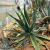Nasiona-Agawy-Olbrzymiej–Agave-mapisaga (1).png