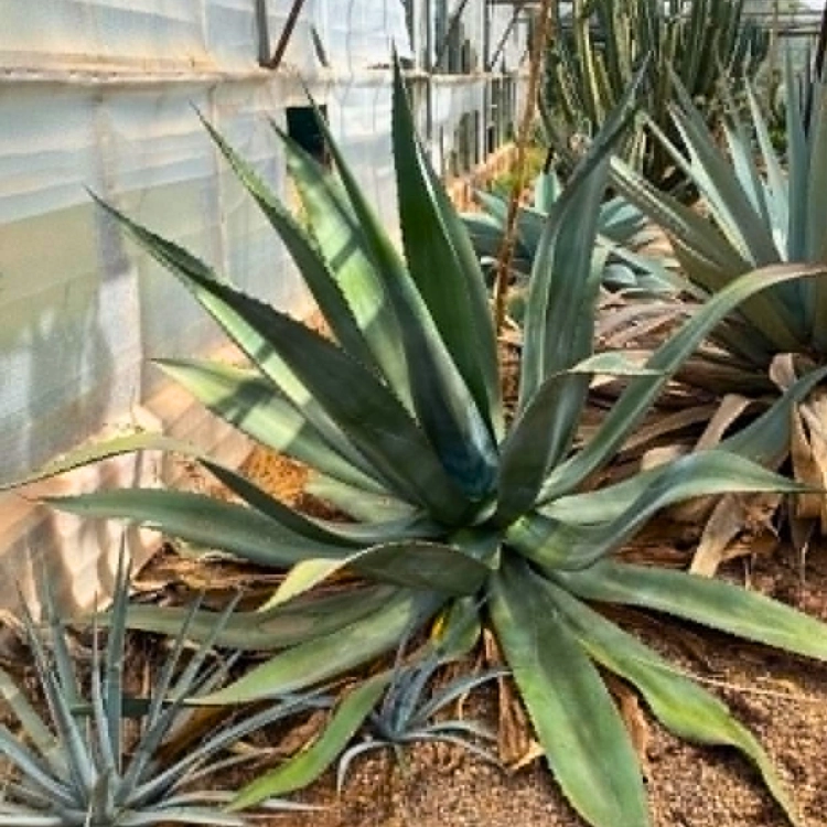 Nasiona-Agawy-Olbrzymiej–Agave-mapisaga (1).png