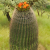 Nasiona-Kaktusa-Wislizena–Ferocactus-wislizeni (6).png