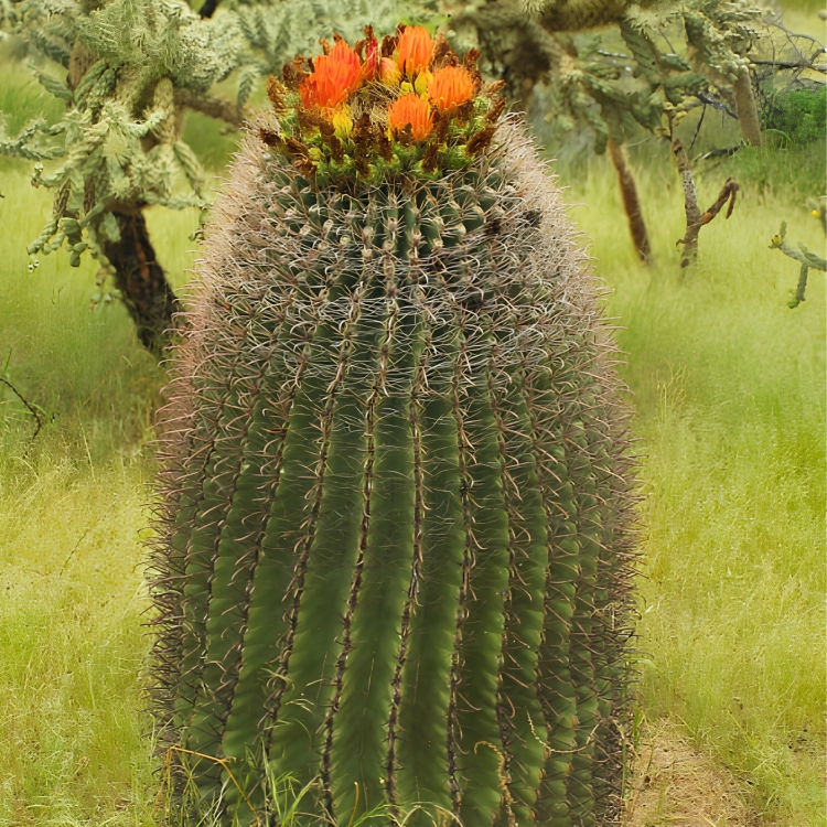 Nasiona-Kaktusa-Wislizena–Ferocactus-wislizeni (6).png