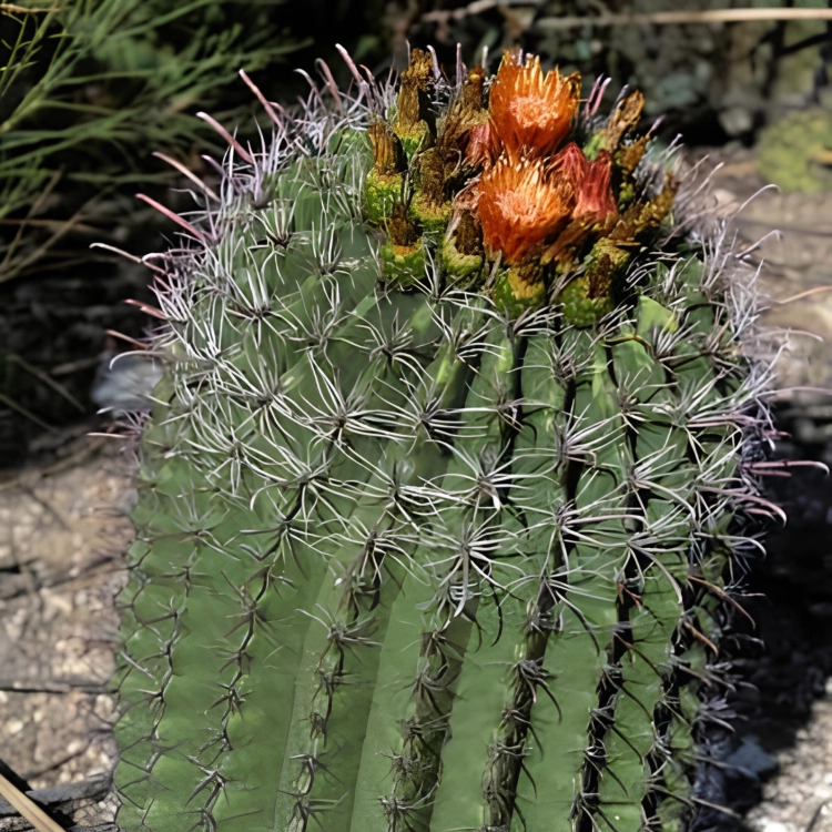 Nasiona-Kaktusa-Wislizena–Ferocactus-wislizeni (5).png