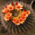 Nasiona-Kaktusa-Wislizena–Ferocactus-wislizeni (4).png