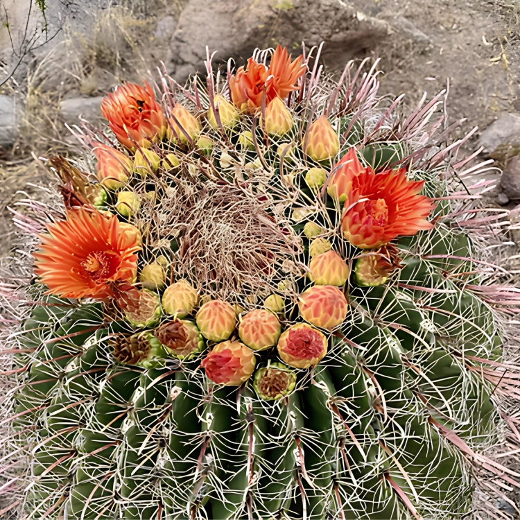 Nasiona-Kaktusa-Wislizena–Ferocactus-wislizeni (3).png