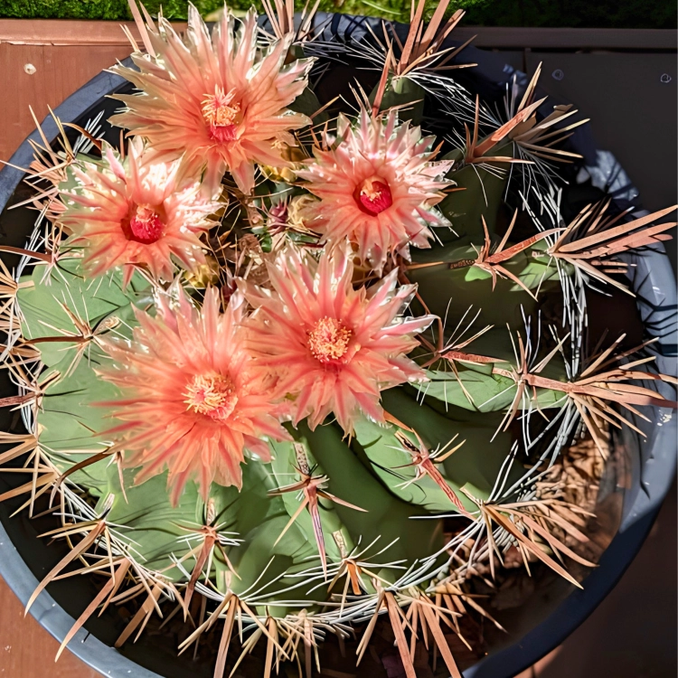 Nasiona-Kaktusa-Wislizena–Ferocactus-wislizeni (2).png