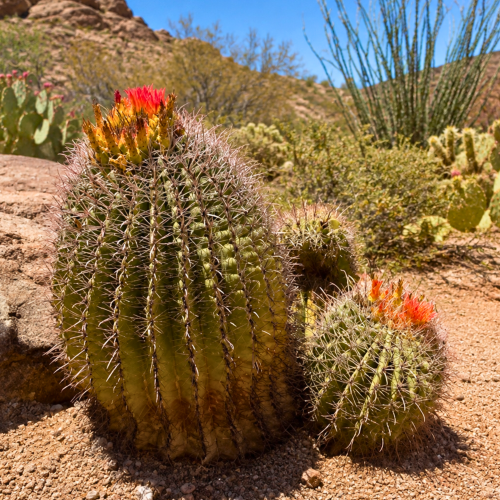 Nasiona-Kaktusa-Wislizena–Ferocactus-wislizeni.png