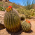Nasiona-Kaktusa-Wislizena–Ferocactus-wislizeni.png
