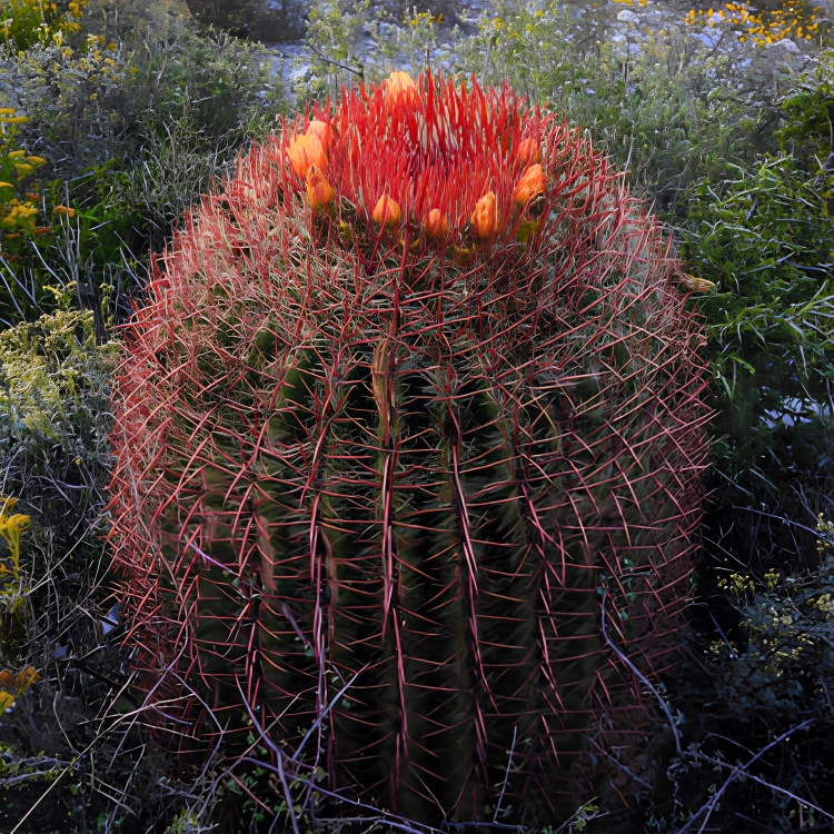 Nasiona-Meksykańskiego-Kaktusa-Beczkowego–Ferocactus-pilosus (5).png