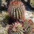 Nasiona-Meksykańskiego-Kaktusa-Beczkowego–Ferocactus-pilosus (4).png