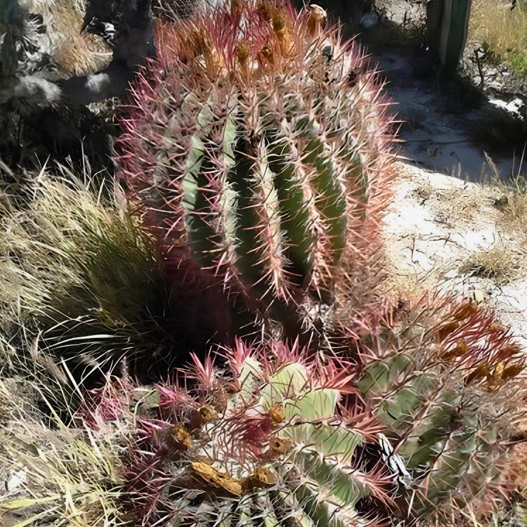 Nasiona-Meksykańskiego-Kaktusa-Beczkowego–Ferocactus-pilosus (4).png