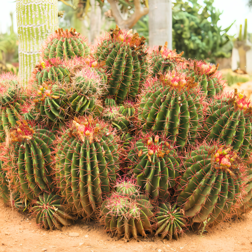 Nasiona-Meksykańskiego-Kaktusa-Beczkowego–Ferocactus-pilosus (2).png