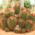 Nasiona-Meksykańskiego-Kaktusa-Beczkowego–Ferocactus-pilosus (2).png