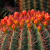 Nasiona-Meksykańskiego-Kaktusa-Beczkowego–Ferocactus-pilosus (1).png