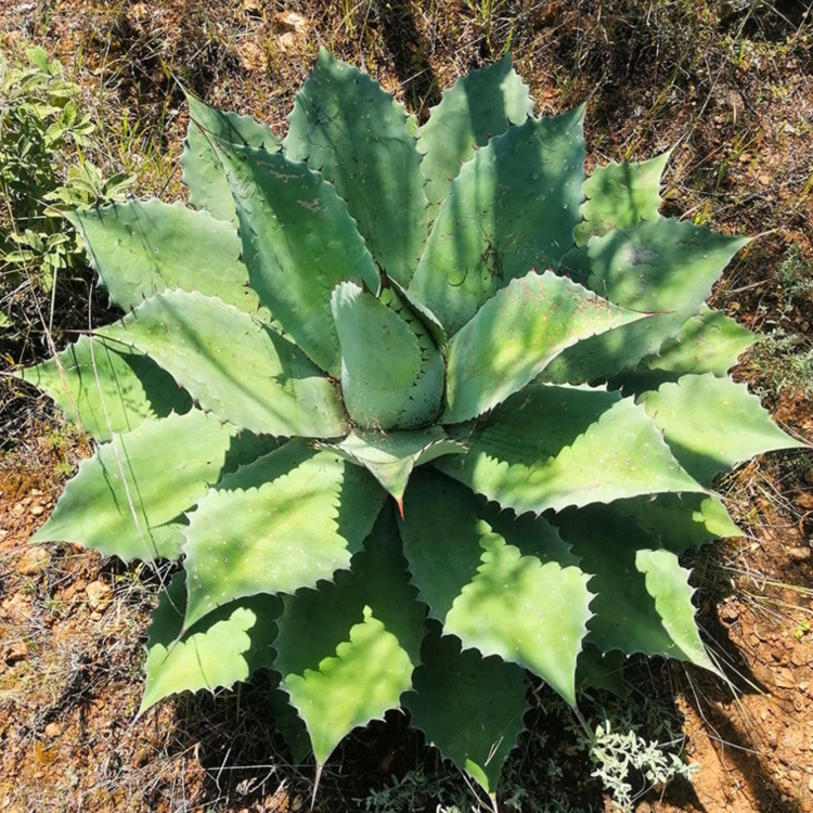 Nasiona-Agawy-Seemanna–Agave-Seemanniana (5).png