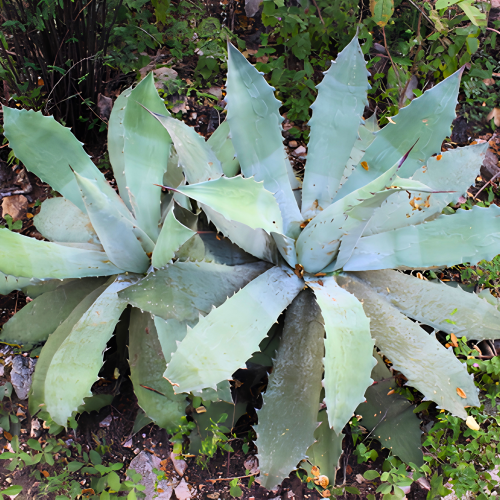 Nasiona-Agawy-Seemanna–Agave-Seemanniana (4).png