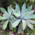 Nasiona-Agawy-Seemanna–Agave-Seemanniana (4).png
