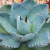 Nasiona-Agawy-Seemanna–Agave-Seemanniana (3).png