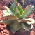Nasiona-Agawy-Seemanna–Agave-Seemanniana (2).png