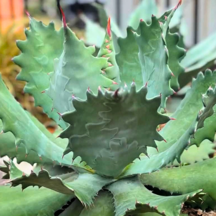 Nasiona-Agawy-Seemanna–Agave-Seemanniana (1).png