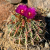 Nasiona-Kaktusa-Szerokokolcowego–Ferocactus-Latispinus (5).png