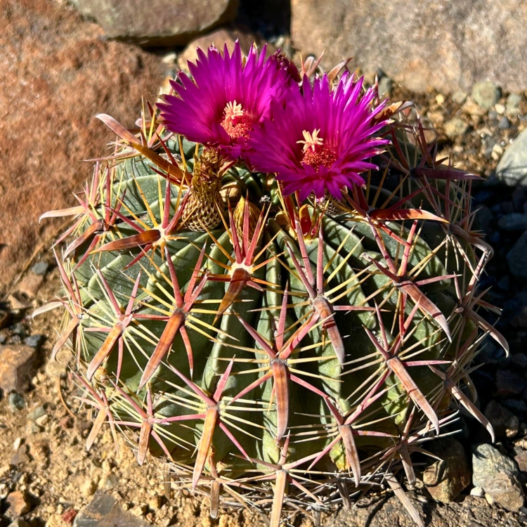 Nasiona-Kaktusa-Szerokokolcowego–Ferocactus-Latispinus (5).png