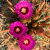 Nasiona-Kaktusa-Szerokokolcowego–Ferocactus-Latispinus (4).png