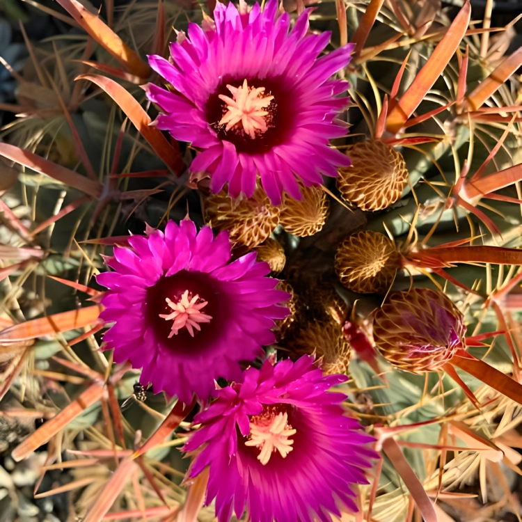 Nasiona-Kaktusa-Szerokokolcowego–Ferocactus-Latispinus (4).png