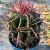 Nasiona-Kaktusa-Szerokokolcowego–Ferocactus-Latispinus (3).png