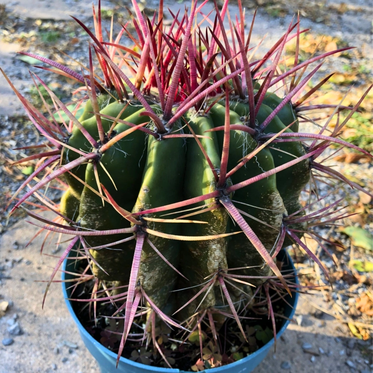 Nasiona-Kaktusa-Szerokokolcowego–Ferocactus-Latispinus (3).png