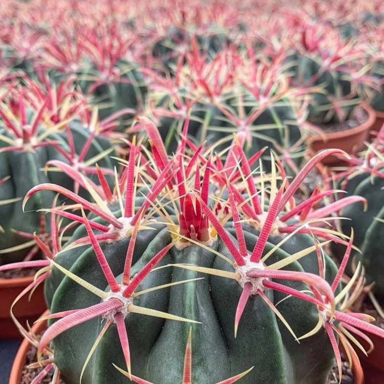 Nasiona-Kaktusa-Szerokokolcowego–Ferocactus-Latispinus.png