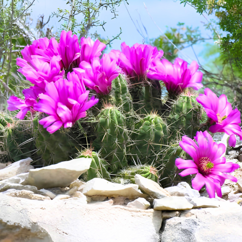 Nasiona-Kaktusa-Enneacanthus-Echinocereus-Enneacanthus (1).png